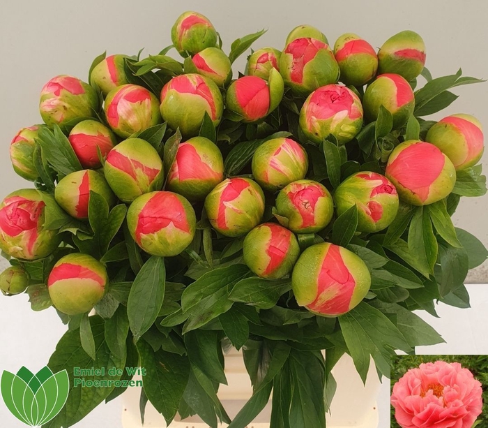 <h4>PAEO CORAL SUNSET</h4>
