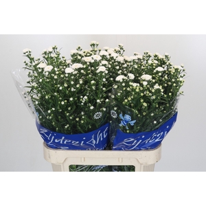 Aster Cassy