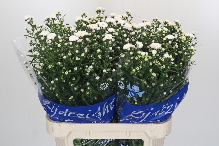 Aster Cassy