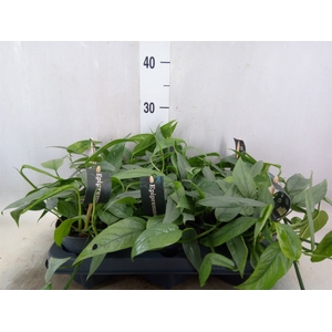 Epipremnum pinn. 'Cebu Blue'
