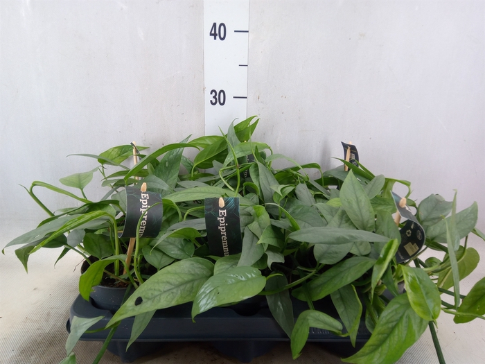 <h4>Epipremnum pinn. 'Cebu Blue'</h4>