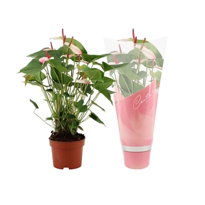 Anthurium Amalia Elegance in Couture sleeve