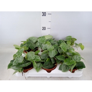 Scindapsus pictus 'Silvery Ann'