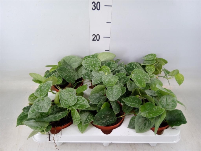 <h4>Scindapsus pictus 'Silvery Ann'</h4>