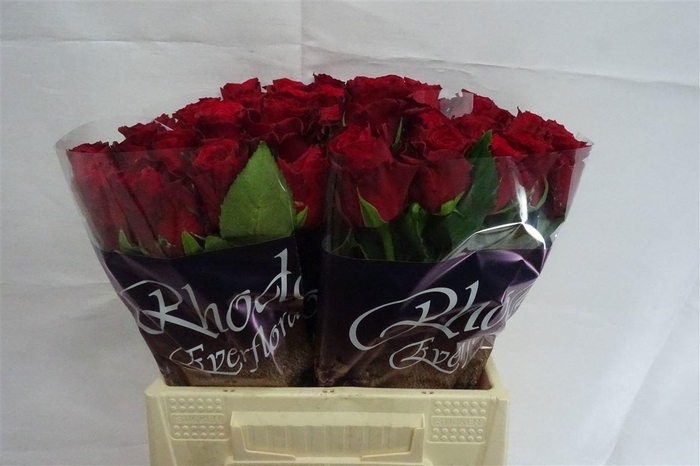 <h4>R Gr Rhodos</h4>