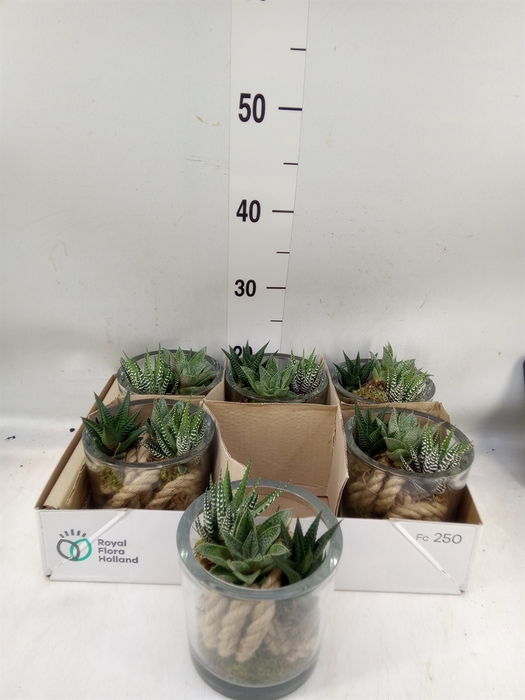 <h4>Arr.   Kamerplant Groen L%</h4>