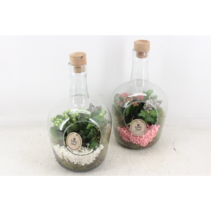 arr2 PL - Glas fles dop 999/6 - roze/wit