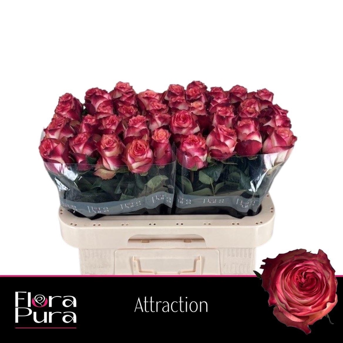 <h4>R GR ATTRACTION</h4>