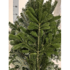 ABIES NORDMANN BS