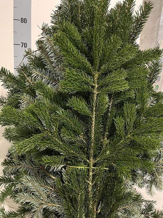<h4>ABIES NORDMANN BS</h4>