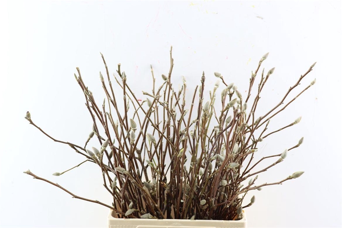 <h4>Magnolia Grandiflora 60cm P Stem</h4>