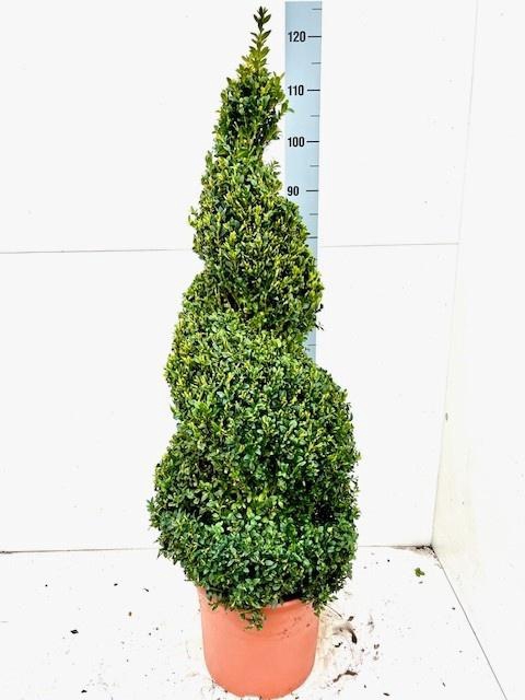 <h4>BUXU SEMPERVIRENS</h4>