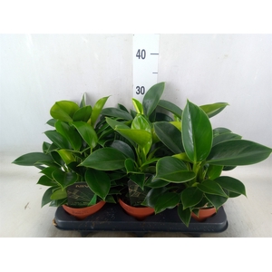 Philodendron  'Green Princess'