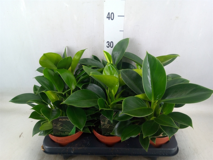 <h4>Philodendron  'Green Princess'</h4>