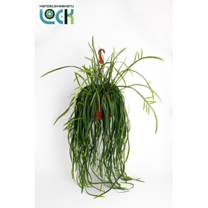 LEPISMIUM BOLIVIANUM