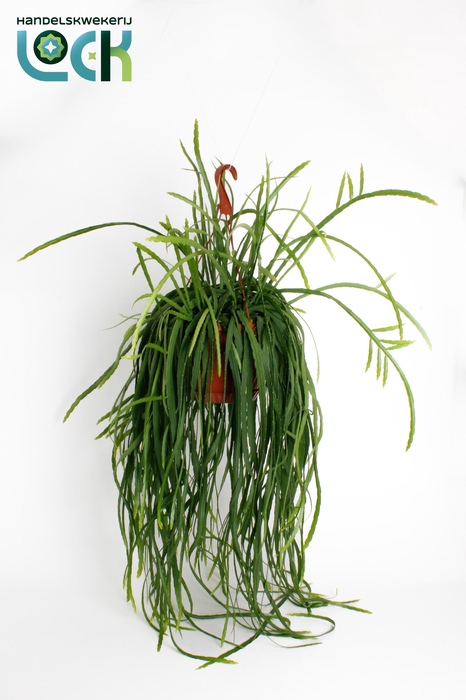 <h4>LEPISMIUM BOLIVIANUM</h4>