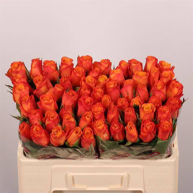 <h4>Rosa large confidential</h4>