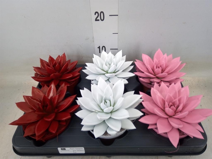 <h4>Echeveria 'Miranda'</h4>