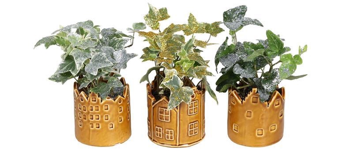 <h4>HEDERA HELIX</h4>