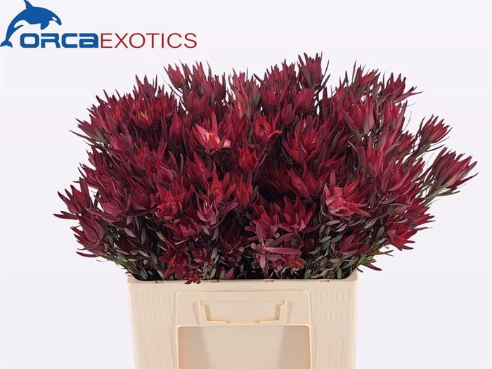 Leucadendron Blush Spray