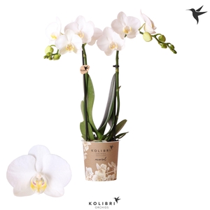Kolibri Orchids Phalaenopsis Amabilis 2 spike
