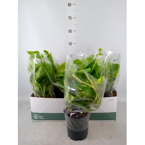 Epipremnum pinn. 'Aureum'