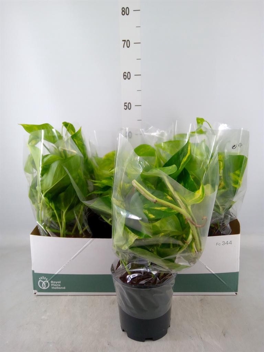 <h4>Epipremnum pinn. 'Aureum'</h4>