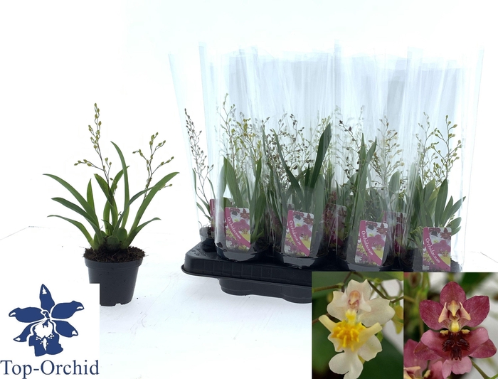 <h4>ONCIDIUM OV</h4>