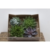 Echeveria Gemengd X4