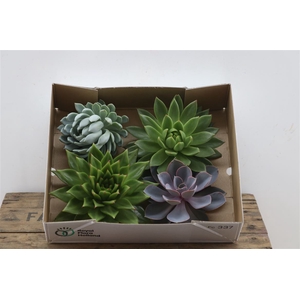 Echeveria Gemengd X4