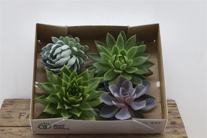 <h4>Echeveria Gemengd X4</h4>