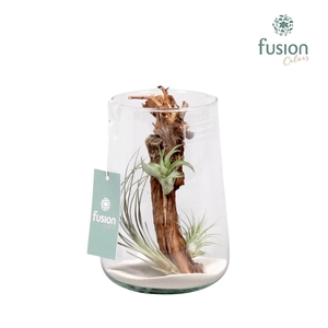 Green Bottle Deline large met air tillandsia