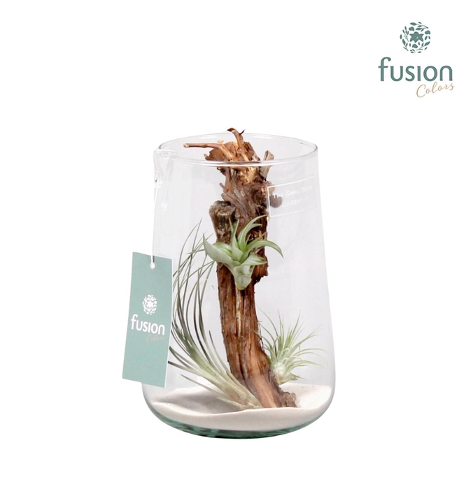 <h4>Green Bottle Deline large met air tillandsia</h4>