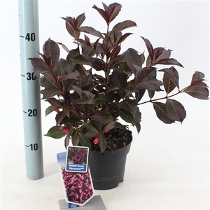 Weigela florida 'Alexandra' PBR (Wine & Roses)