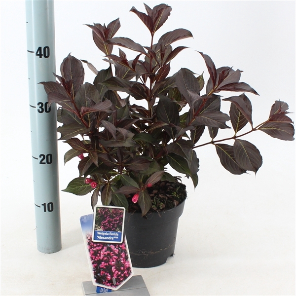 <h4>Weigela florida 'Alexandra' PBR (Wine & Roses)</h4>