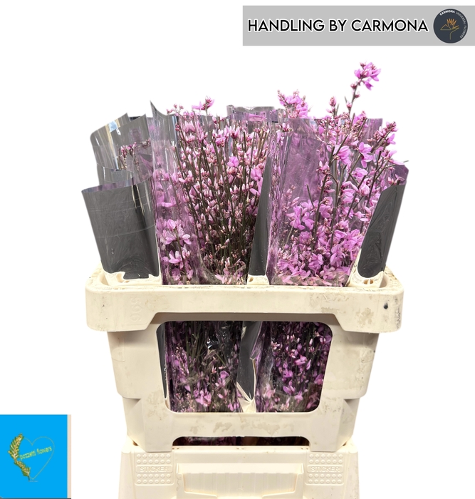 <h4>GENISTA KLB BS H%</h4>