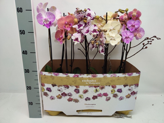 <h4>BIG LIP 1 tak 6+</h4>