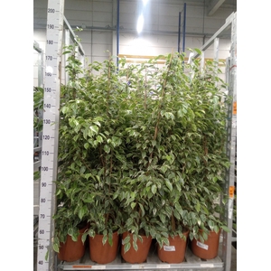 Ficus benja. 'Golden King'