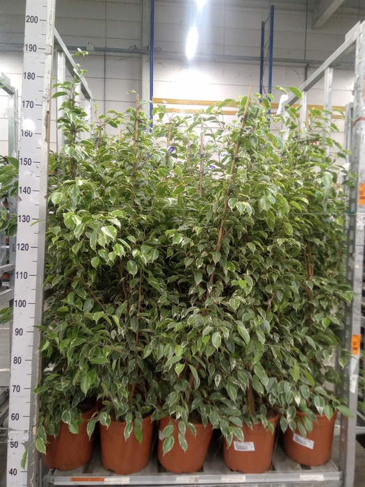 <h4>Ficus benja. 'Golden King'</h4>