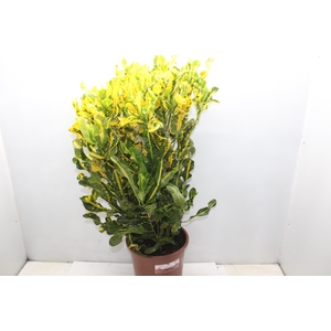 CROTON SAMBA P24
