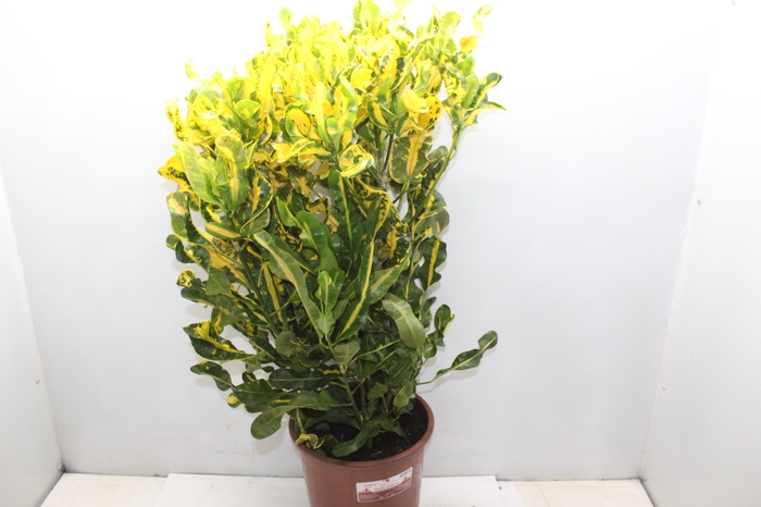 <h4>CROTON SAMBA P24</h4>