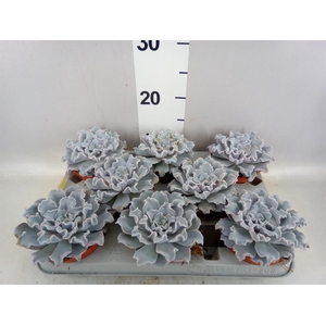Echeveria   ...
