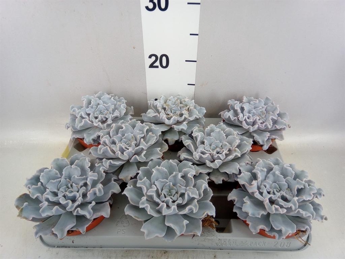 <h4>Echeveria   ...</h4>
