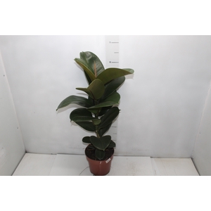FICUS ELASTICA CLOE P17