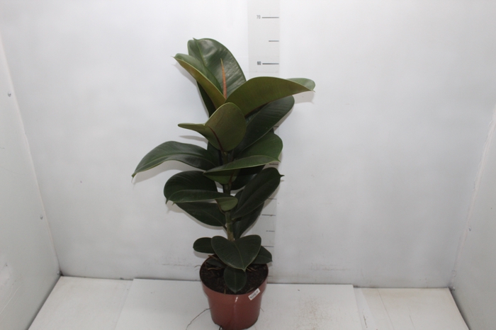 <h4>FICUS ELASTICA CLOE P17</h4>