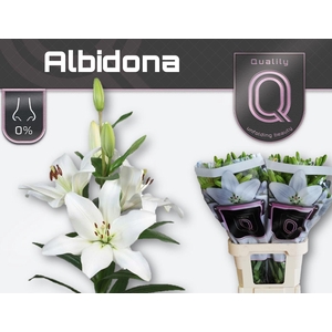 LI LA ALBIDONA 5+