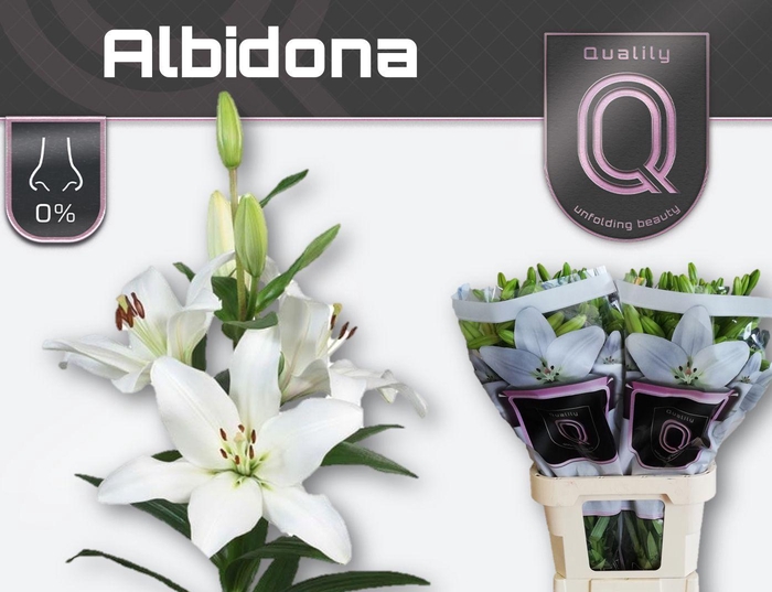 <h4>LI LA ALBIDONA 5+</h4>