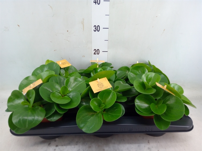 <h4>Peperomia obt. 'Green Gold'</h4>