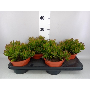 Crassula   ...