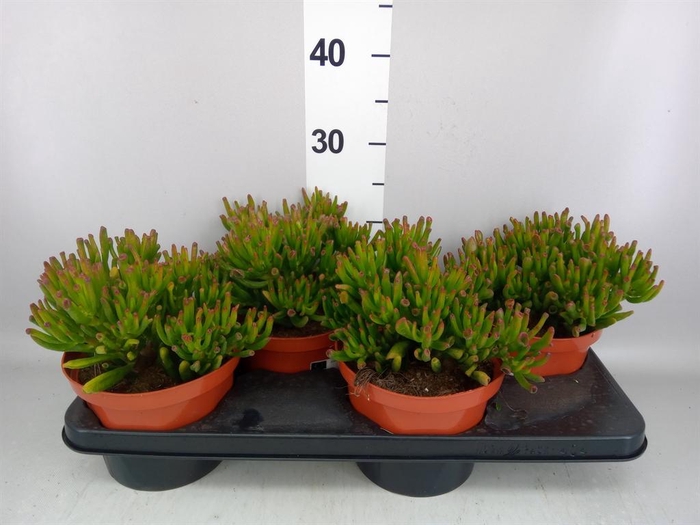 <h4>Crassula   ...</h4>